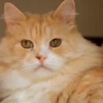 siberian cat