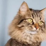siberian cat