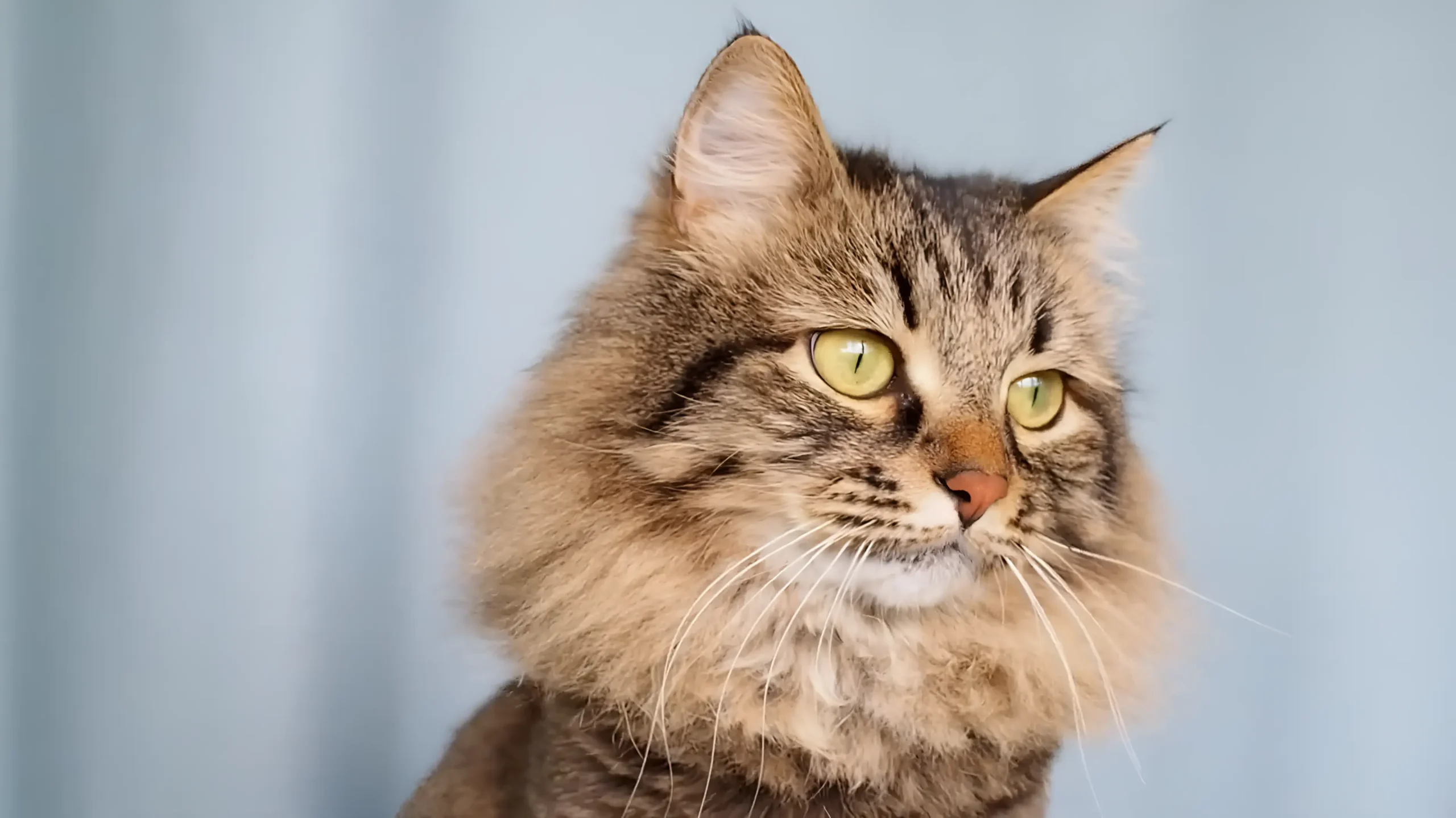 siberian cat