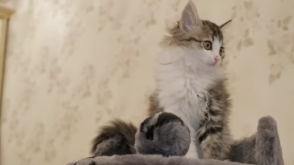 siberian cat